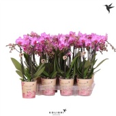 Фаленопсис Little Kolibri 3st Violet 40+ d9 см h40 см