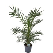 Финик канарский d21 см h110 см