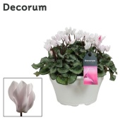 Цикламен Garden White d22 см h30 см тип 2