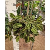 Маранта Fascinator Tricolor hangplant d26 см h40 см