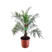 Финик Робелини d27 см h100 см