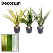 Сансевиерия Aubrytniana Special Mix (decorum) d14 см h55 см