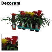 Гузмания Squarosa Mix (decorum) d13 см h40 см