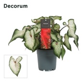 Каладиум белый d12 см h25 см (decorum)