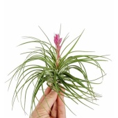 Тилландсия Stricta + Flowers d10 см h10 см