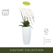 Фаленопсис 3 ствола Japanse Mountain White Xl Ceramic d35 см h170 см