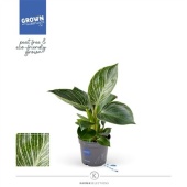 Филодендрон White Stripe d9 см h25 см