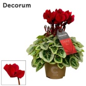 Цикламен Wine Red Cozy d11 см h20 см