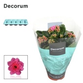 Каланхоэ Calandiva розовый (decorum) d10.5 см h23 см