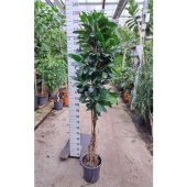 Фикус Циатистипула косичка d30 см h210 см