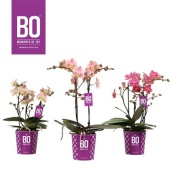 Фаленопсис Aroma Mutanten 2 ствола d12 см h35 см