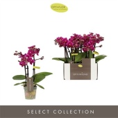 Фаленопсис 3 ствола Purple 15+ d7 см h25 см