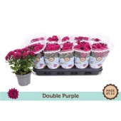 Хризантема фиолетовая d12 см h25 см
