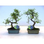 Бонсай Зельква Parvifolia d20 см h35 см тип 2