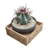 Ферокактус Emoryi Terracotta d15 см h15 см