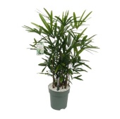 Рапис Excelsa d30 см h140 см