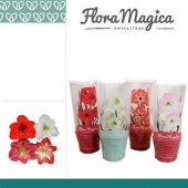 Гиппеаструм микс Flora Magica 2 ствола d13 см h25 см