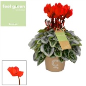 Цикламен Пикассо красный Feel Green d11 см h22.5 см