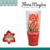 Гиппеаструм Exotic Striped Flora Magica 2 ствола d12 см h25 см тип 2