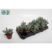 Котиледон суккулент Octopus d10.5 см h15 см