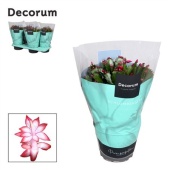 Шлюмбергера (декабрист) Red (decorum) d17 см h32 см