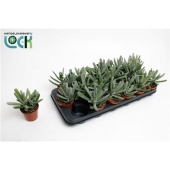 Котиледон суккулент Octopus d8.5 см h15 см