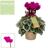 Цикламен Пикассо Violet Feel Green d11 см h20 см