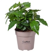 Кофе Арабика d15 см h45 см