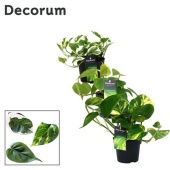 Сциндапсус микс (decorum) d12 см h25 см
