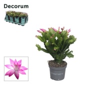 Шлюмбергера (декабрист) Pink (decorum) d9 см h18 см тип 1