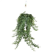 Хедера Pittsburgh Hangpot d24 см h100 см