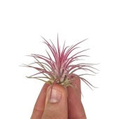Тилландсия Ionantha Rood Bonsai (baby) d4 см h4 см