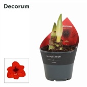 Гиппеаструм Royal Red Extra Op 2 ствола d14 см h25 см
