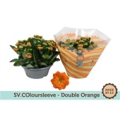 Каланхоэ Rosalina Orange d23 см h27.5 см