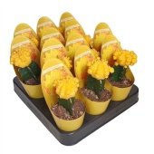 Гимнокалициум Cactus Grafted Yellow Potcover d6.5 см h8 см