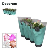 Шлюмбергера (декабрист) Микс (decorum) d9 см h18 см