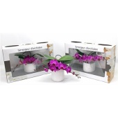 Фаленопсис L'arrangeur D'orchidee Purple (phalaenova) d12 см h35 см