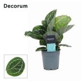 Калатея Кримсон Грин (decorum) d12 см h35 см