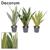 Сансевиерия Aubrytniana Special Mix (decorum) d17 см h70 см