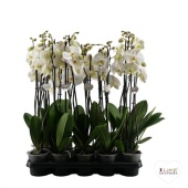 Фаленопсис 2 ствола White 16+ d12 см h65 см