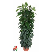 Фикус Циатистипула колонна d29 см h150 см