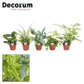 Папоротники микс (decorum) d7 см h20 см