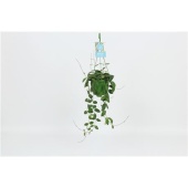 Хойя Burtoniae d14 см h25 см