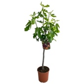 Фикус инжирный d19 см h100 см