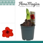 Гиппеаструм Royal Red Extra Op 2 ствола d12 см h25 см тип 1