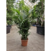 Ховея Форстериана d50 см h250 см