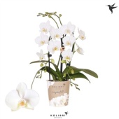 Фаленопсис Little Kolibri 2st Niagara Fall White d9 см h40 см