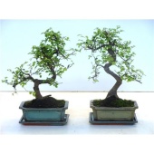 Бонсай Зельква Parvifolia d20 см h35 см тип 1