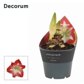 Гиппеаструм Exotic Striped Extra Op Flora Magica 2 ствола d14 см h25 см тип 2