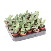 Гастерия Little Warty d5.5 см h10 см
